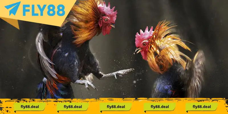 1 da ga thomo la dia diem to chuc vo so tran chien hap dan