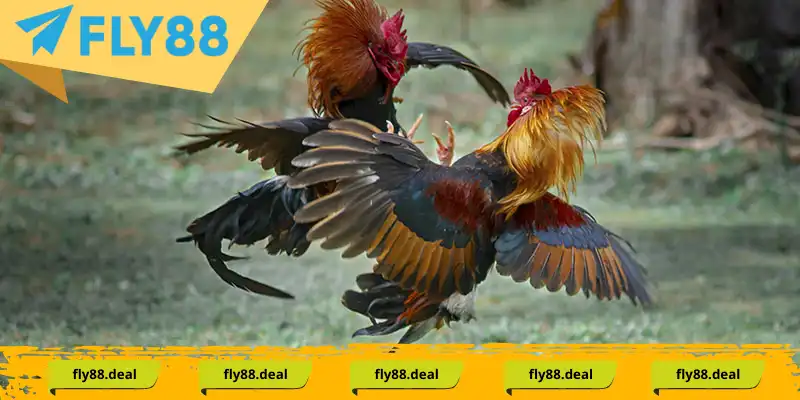 Những hình thức Đá Gà hấp dẫn Thomo vô cùng thông dụng với các dân cược