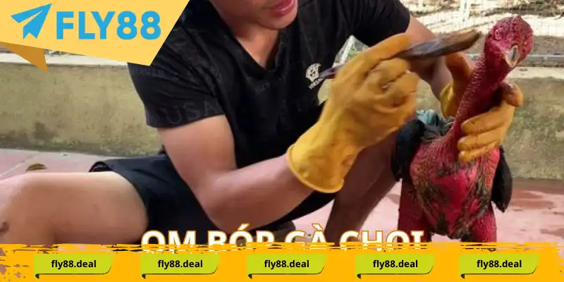 Thực hiện om bóp là cách nuôi gà chọi không thể thiếu Thực hiện om bóp là cách nuôi gà chọi không thể thiếu