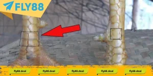 gioi thieu vay ga tu quy