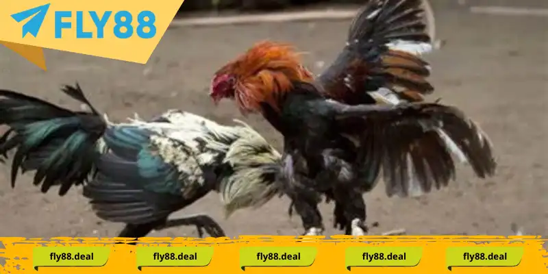 Kinh nghiệm nhận biết chiến kê đá gà mã thương từ cao thủ Kinh nghiệm nhận biết chiến kê đá gà mã thương từ cao thủ